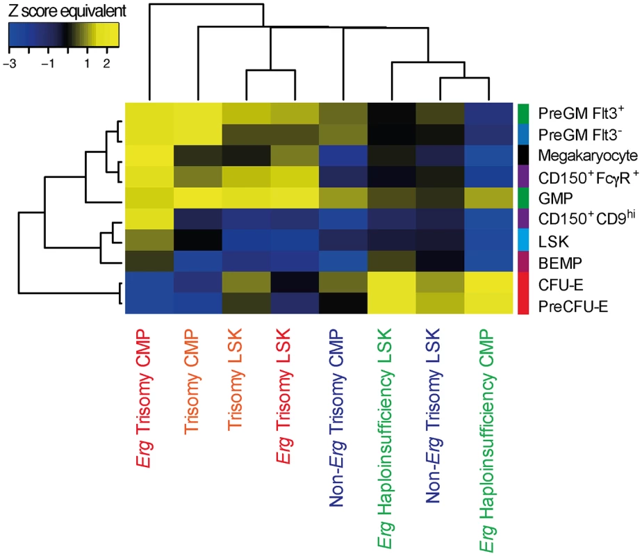 Hematopoietic lineage specific gene signatures induced by <i>Erg</i> trisomy in Ts(17<sup>16</sup>)65Dn LSK and CMP cells.
