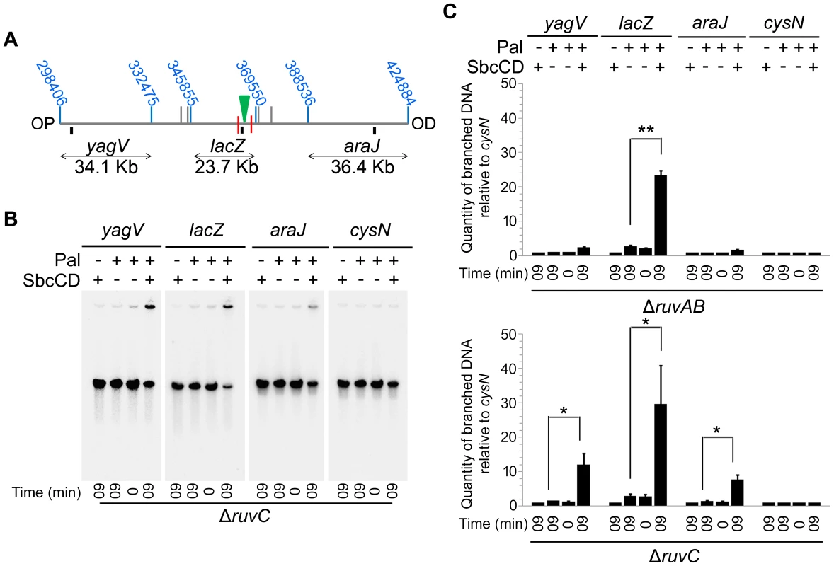 Detection of branch migration using PFGE.
