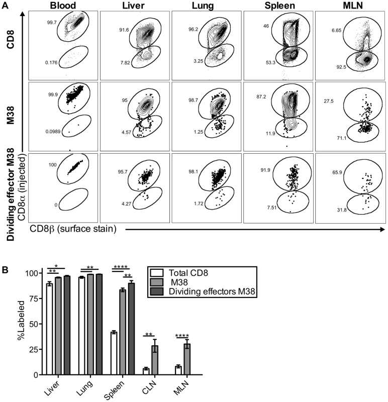 Most inflationary CD8s are exposed to the blood supply.