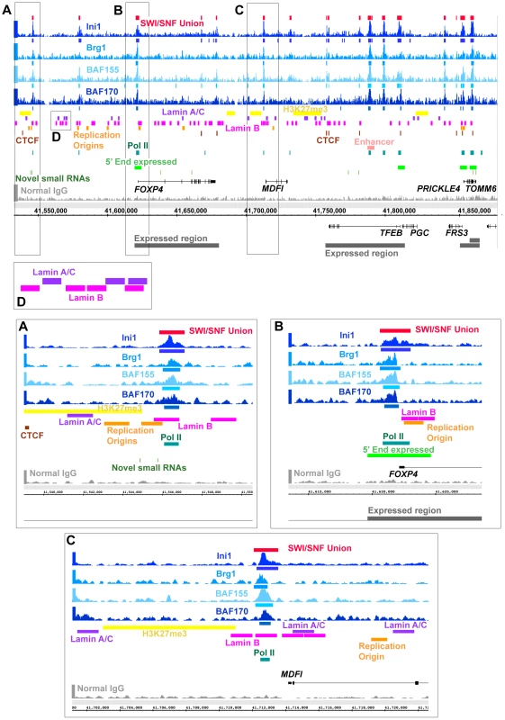SWI/SNF regions co-occur with many diverse genomic elements.