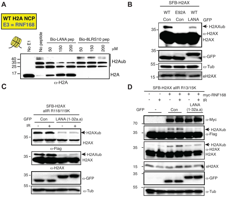 The KSHV LANA peptide inhibits histone ubiquitination <i>in vitro</i> and <i>in vivo</i>.