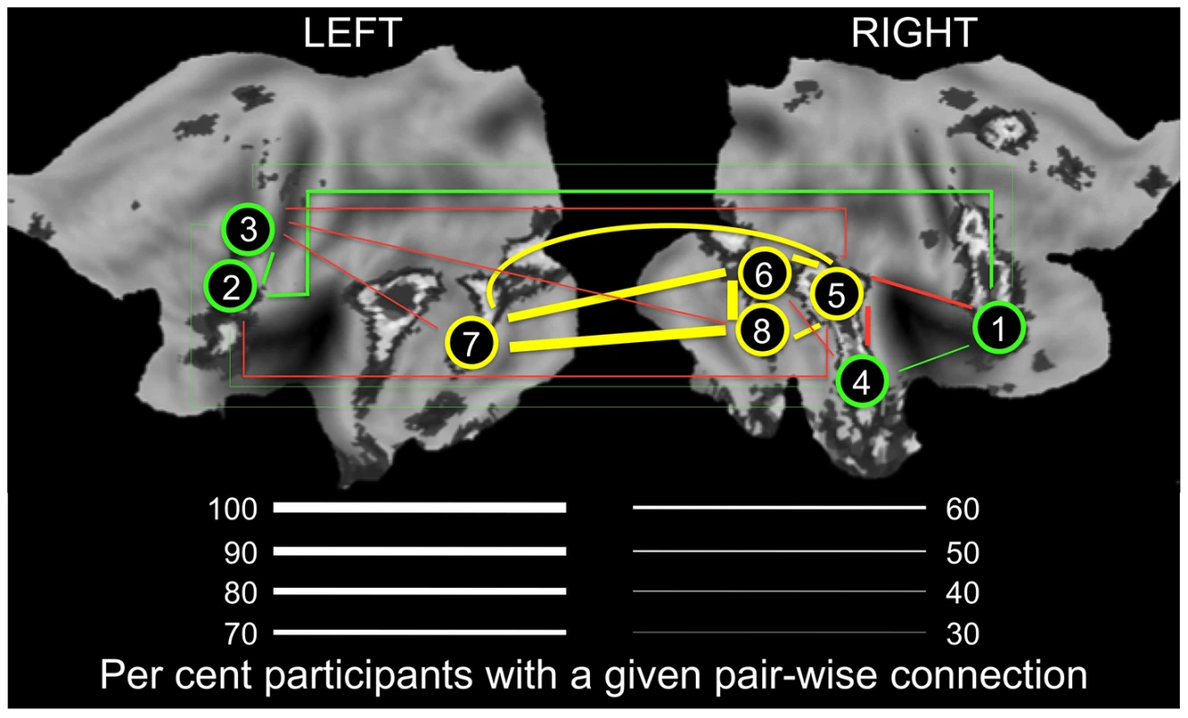 Connectivity in the “Obligatory” (yellow) and “Optional” (green) nodes of the face network.
