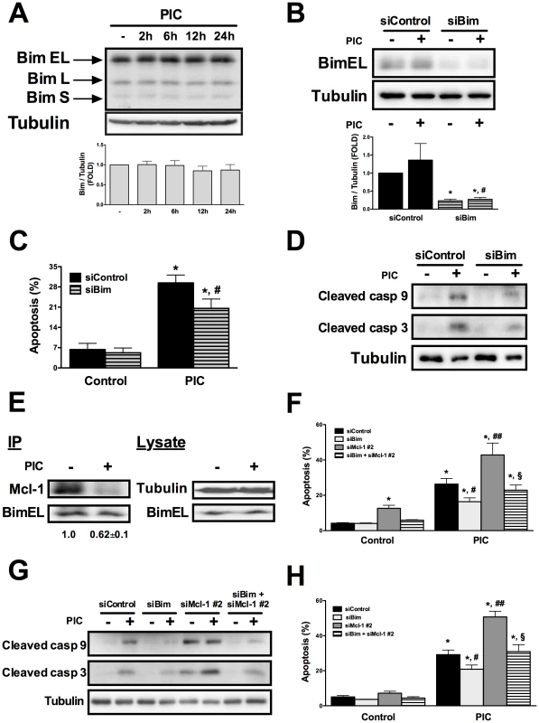 Bim contributes for dsRNA-induced apoptosis and its silencing prevents the proapoptotic effects of Mcl-1 knockdown.