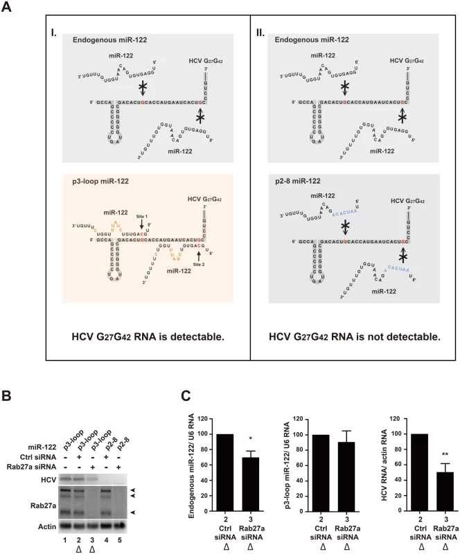 Effects of Rab27a depletion on HCV RNA abundance are independent of the 5’ terminal miR-122:HCV complex.