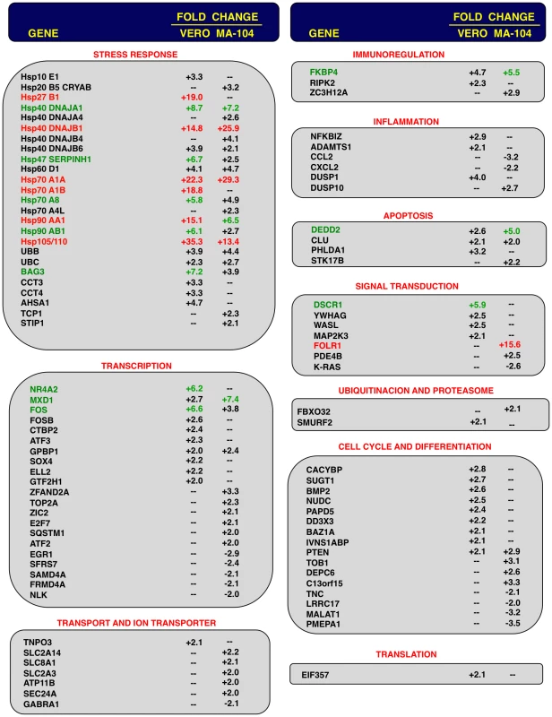 Host cell genes differentially expressed in rSARS-CoV-ΔE versus rSARS-CoV-infected cells using microarrays.