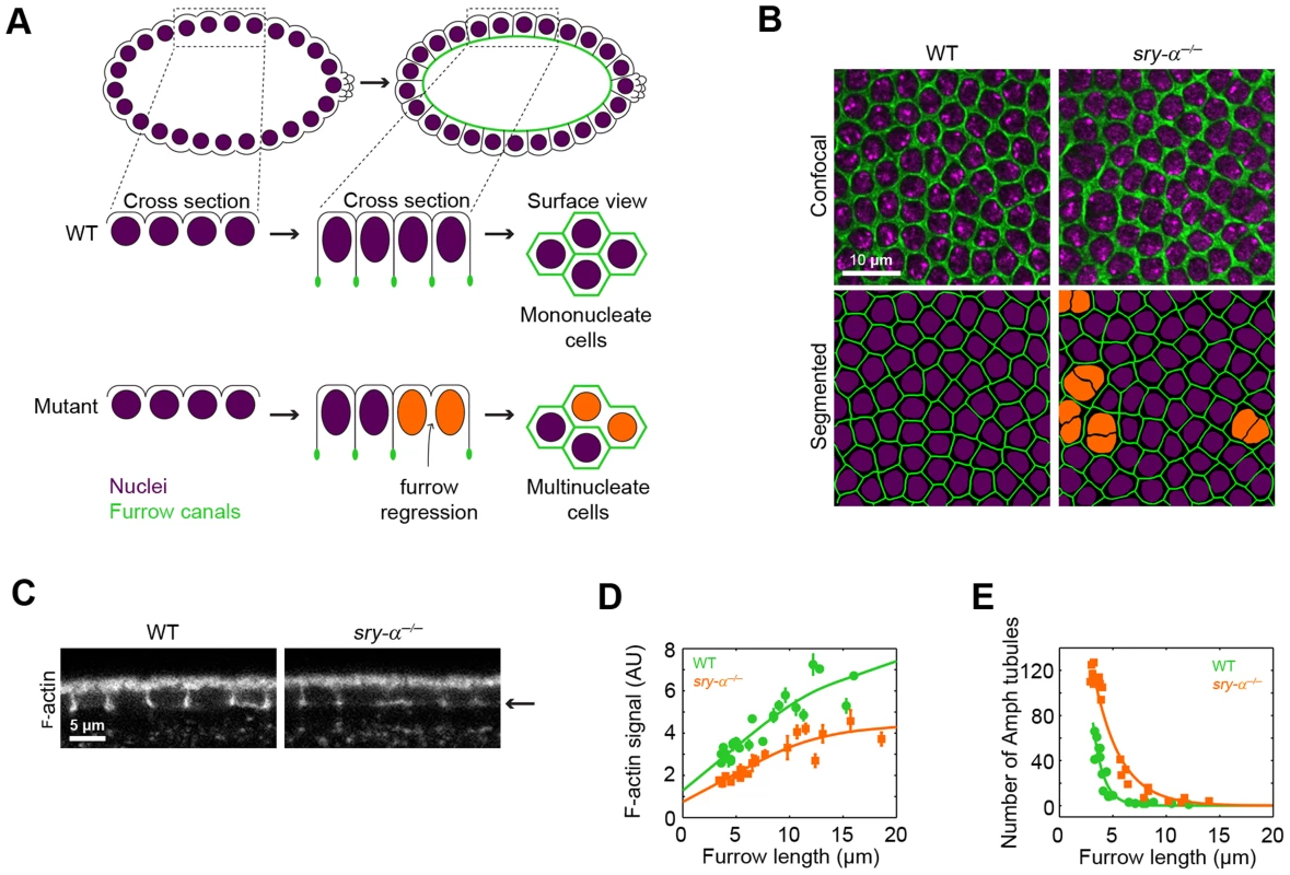 Sry-α regulates cortical F-actin levels.