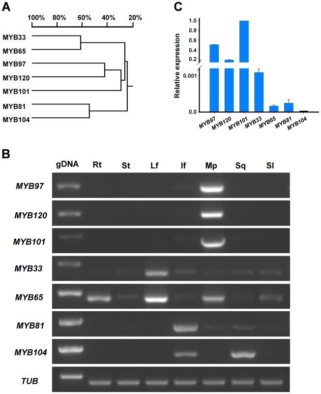 Identification of the <i>MYB</i> genes.
