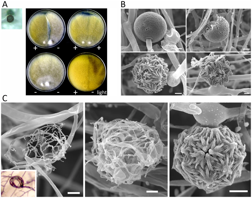 Sexual development of <i>Mucor circinelloides</i>.