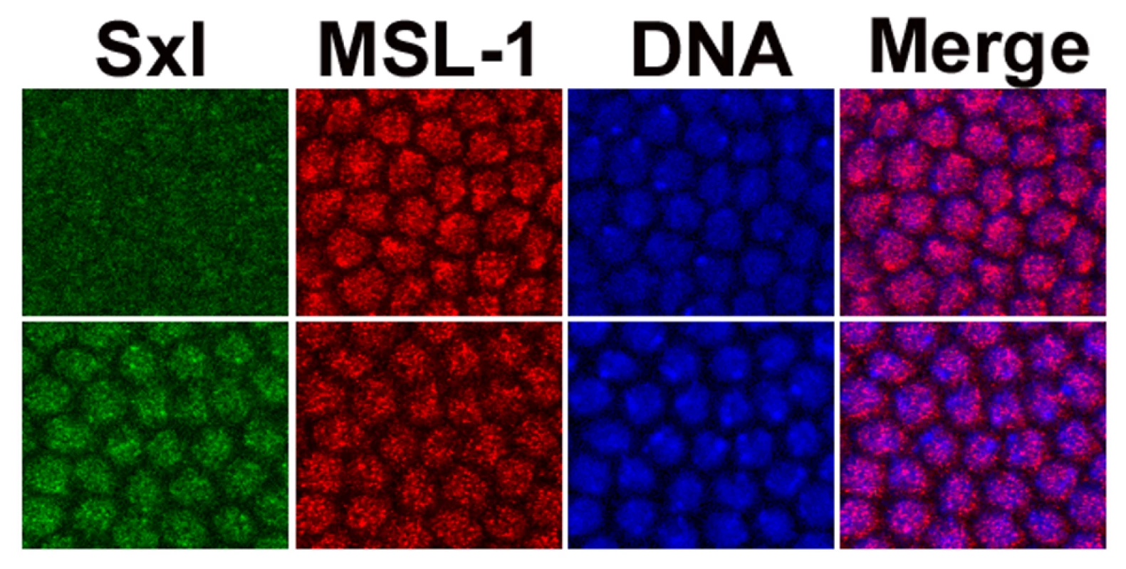 Sxl and the DCC are transiently co-expressed in female embryos.