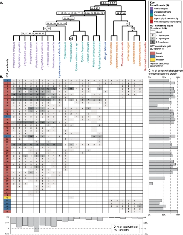 (A) Schematic representation of the phylogeny of the oomycetes with <i>Hyphochytrium catenoides</i> as an outgroup.
