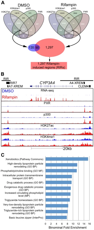 Genomic characterization of RIRs.