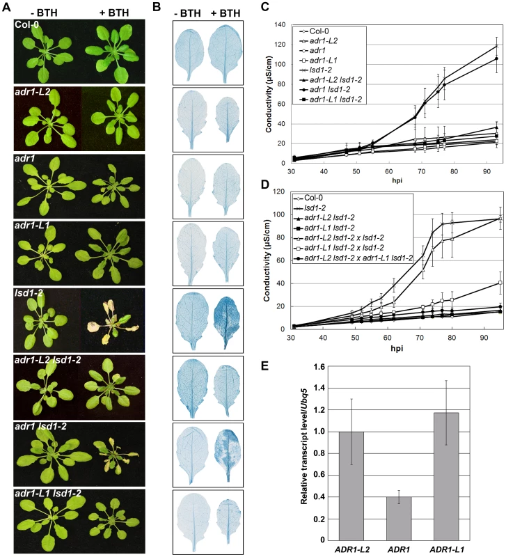 A family of CC-NB-LRR proteins is required for <i>lsd1</i> runaway cell death.