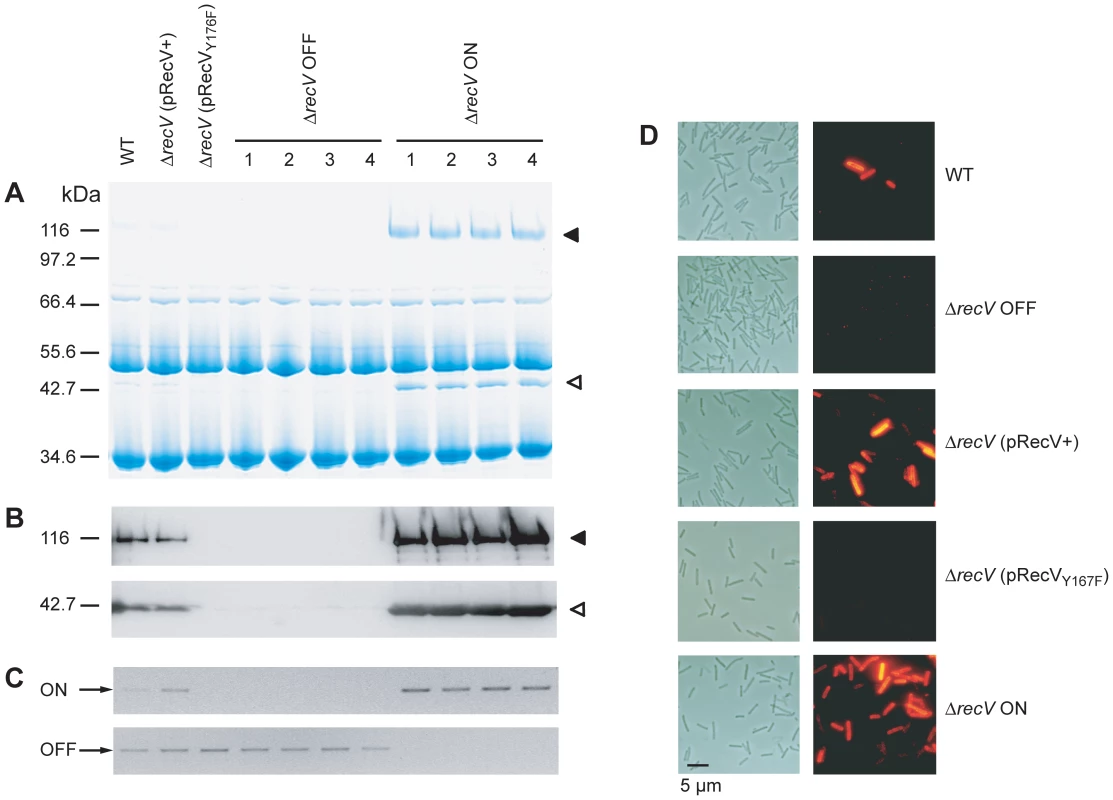 CwpV expression in Δ<i>recV</i> mutants.