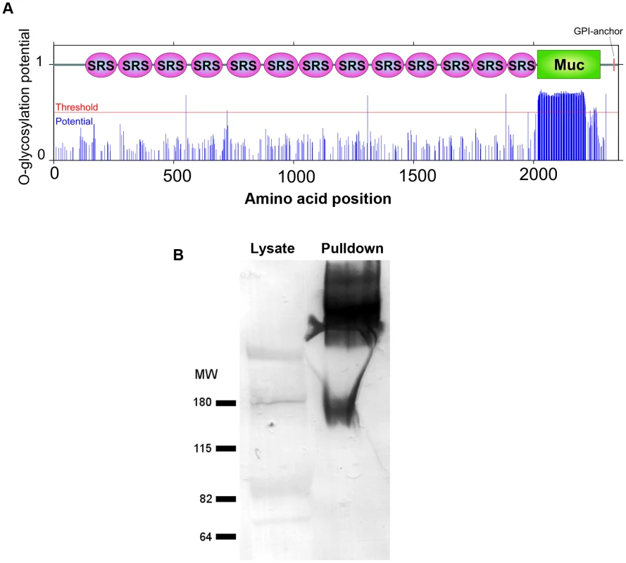 The mucin domain of CST1 is highly O-glycosylated.