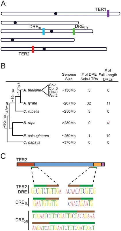 The TER2 intervening sequence has the properties of a Copia-like solo LTR.