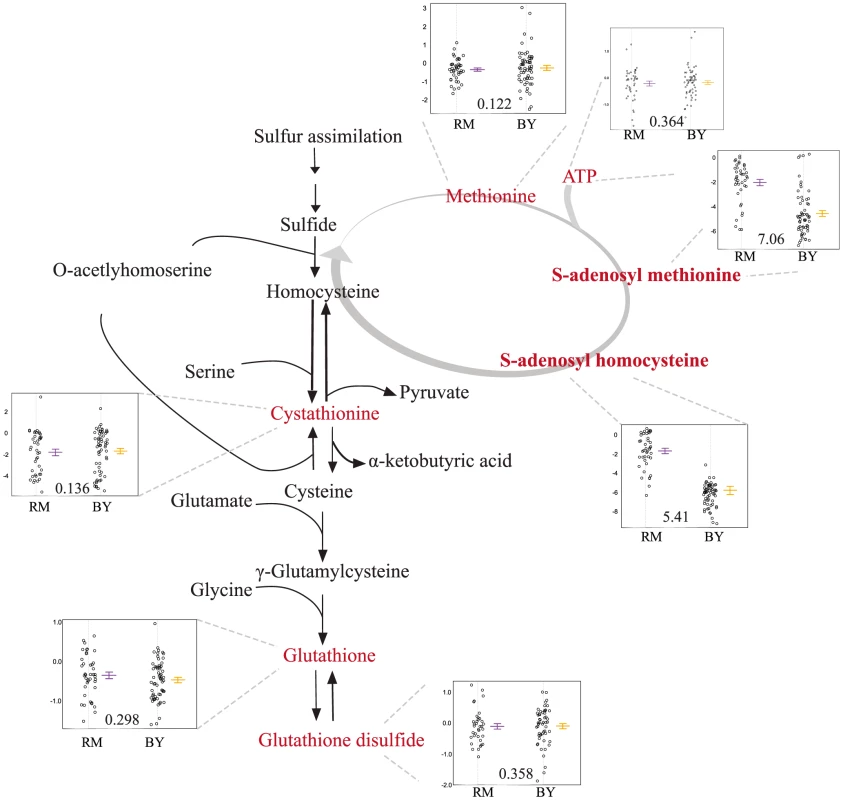 Levels of sulfur-assimilation intermediates differ based on the <i>slt2</i> allele inherited.