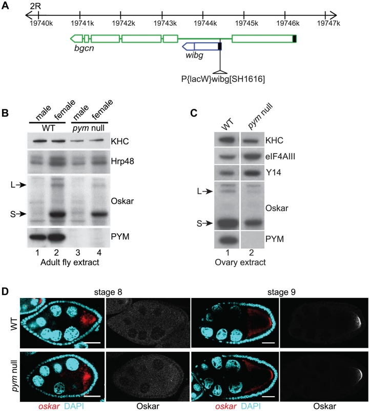 PYM is a non-essential gene in <i>Drosophila</i>.