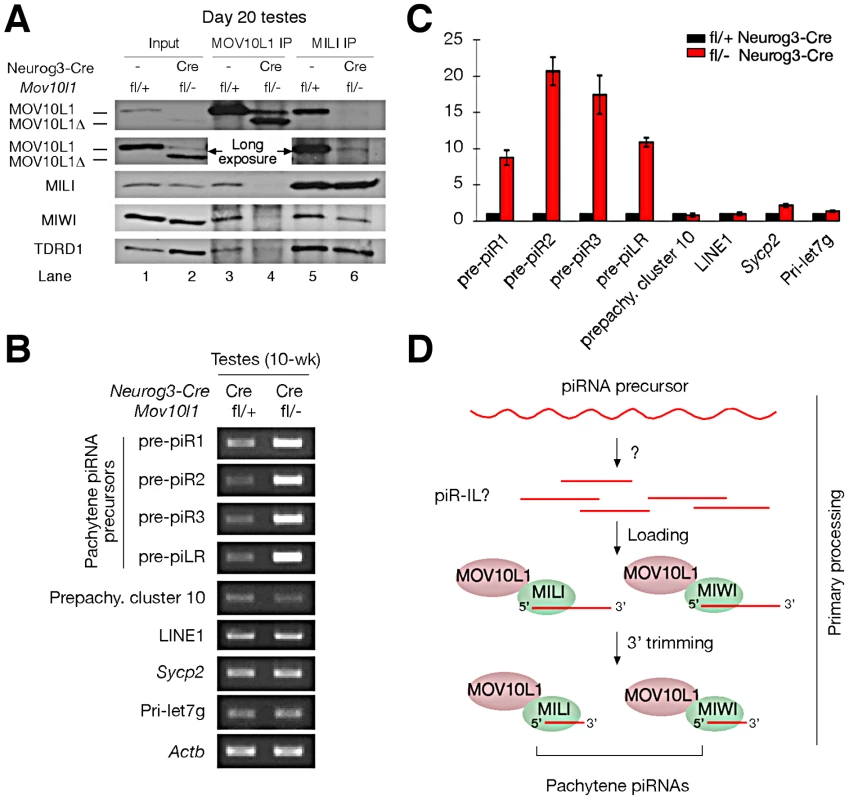 MOV10L1 is essential for the primary processing of pachytene piRNA precursors.