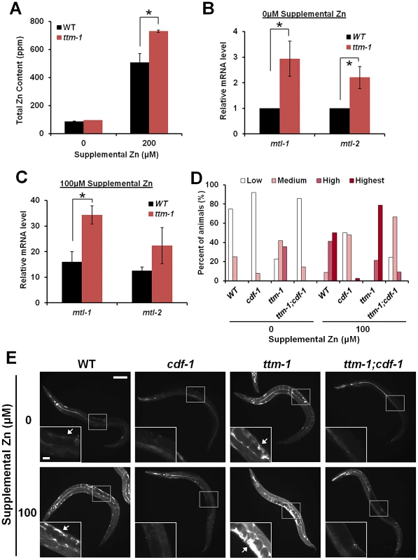 <i>ttm-1</i> functions in zinc excretion.