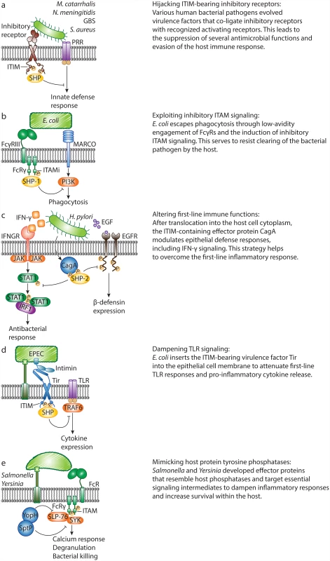 Bacterial pathogens evade host defense responses by manipulating inhibitory signaling.