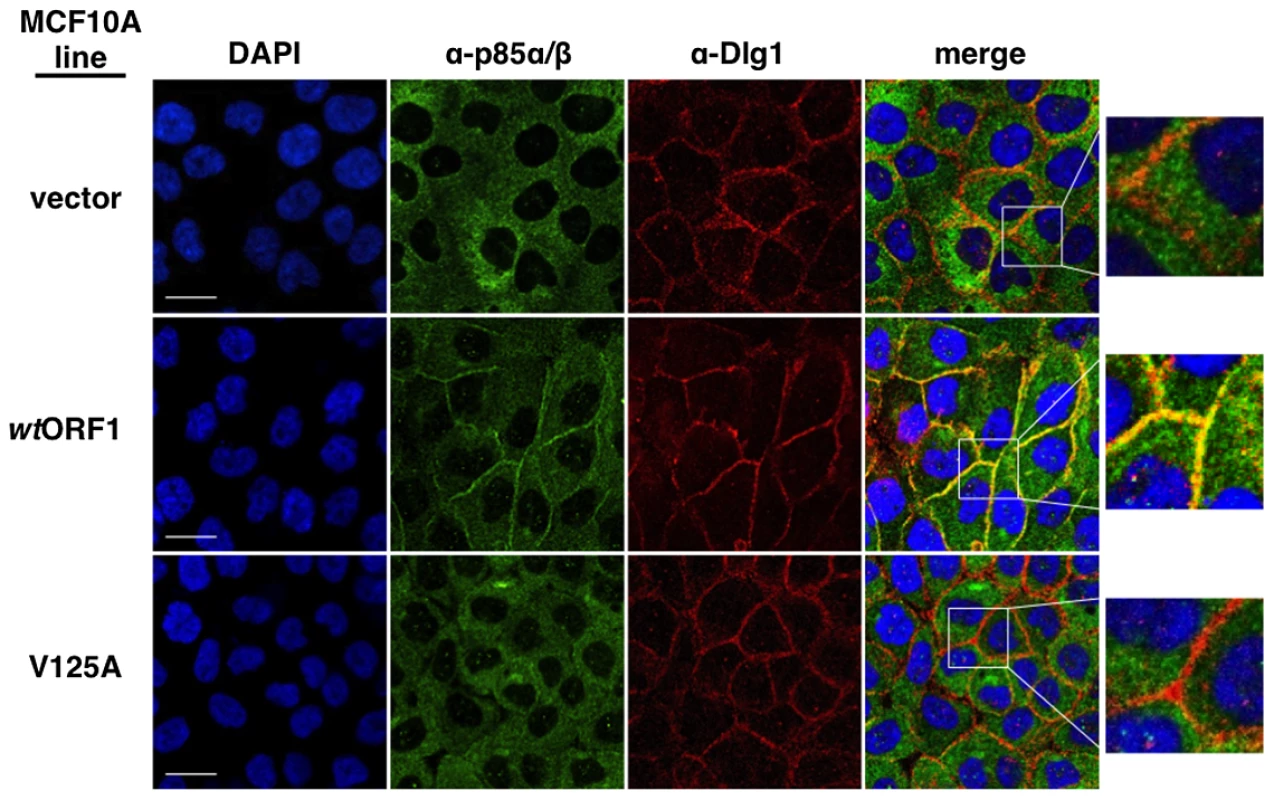 Dlg1 in the ternary complex also recruits PI3K to the plasma membrane.
