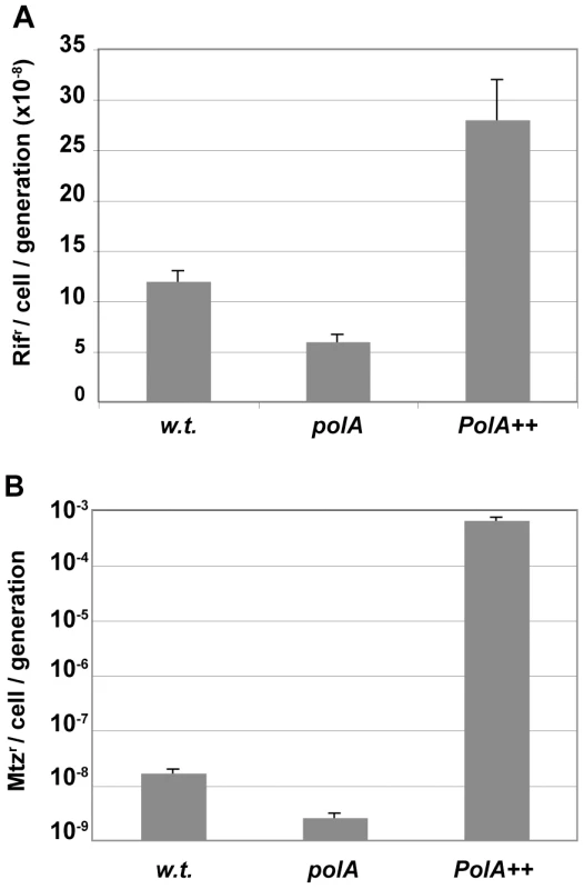 Pol I contributes to mutagenesis.