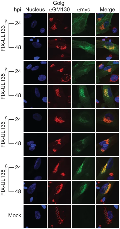 pUL133, pUL135, and pUL136 localize to the Golgi apparatus.
