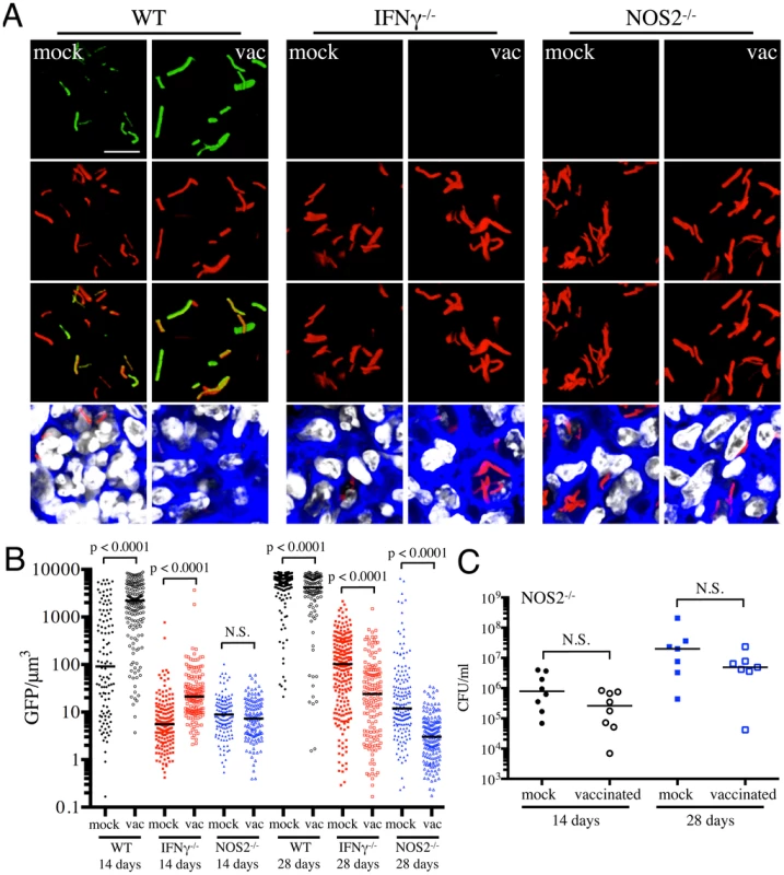 Dynamics of <i>hspX</i>′::GFP induced fluorescence in immune-deficient vaccinated versus mock-treated mice.