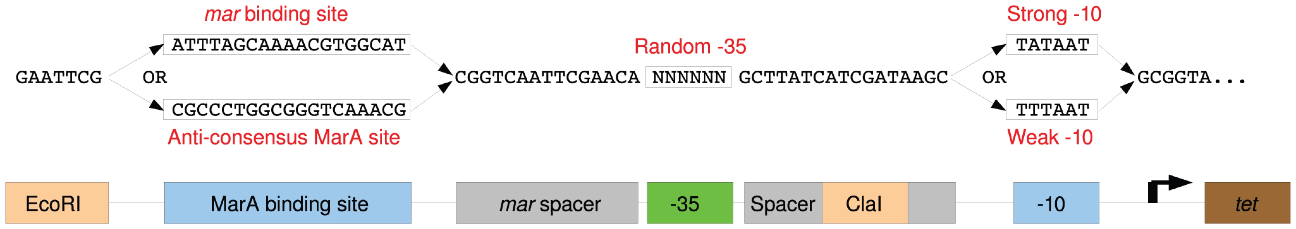 Schematic Diagram of selection promoter.