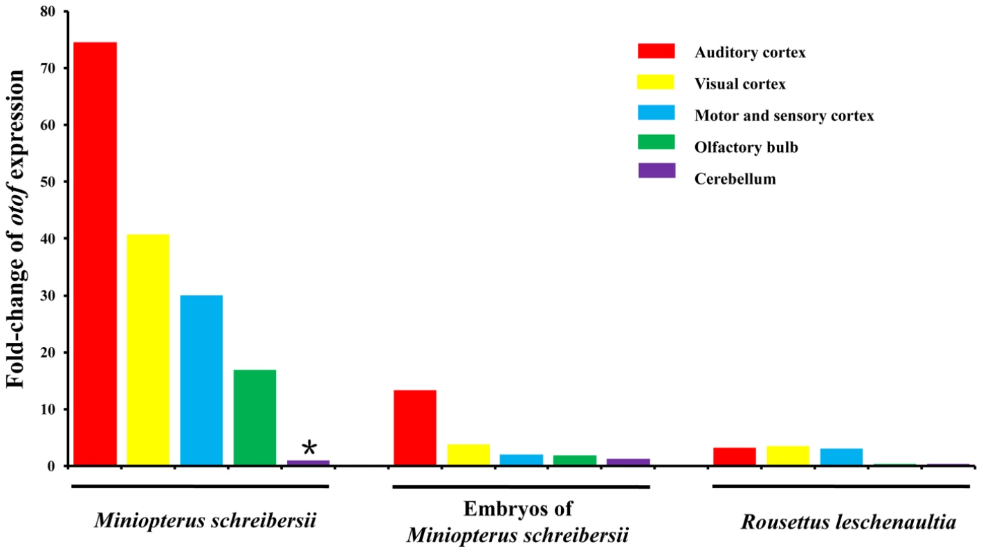 Expression patterns of the gene <i>Otof</i> in different cerebral cortexes of bats.