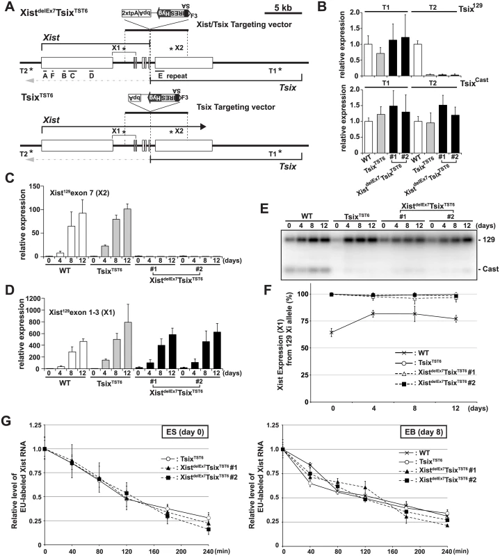 The creation of the <i>Xist</i>/<i>Tsix</i> double truncation Xist<sup>delE7</sup>Tsix<sup>TST6</sup> and <i>Tsix</i> truncation Tsix<sup>TST6</sup> mutant female ES cells.