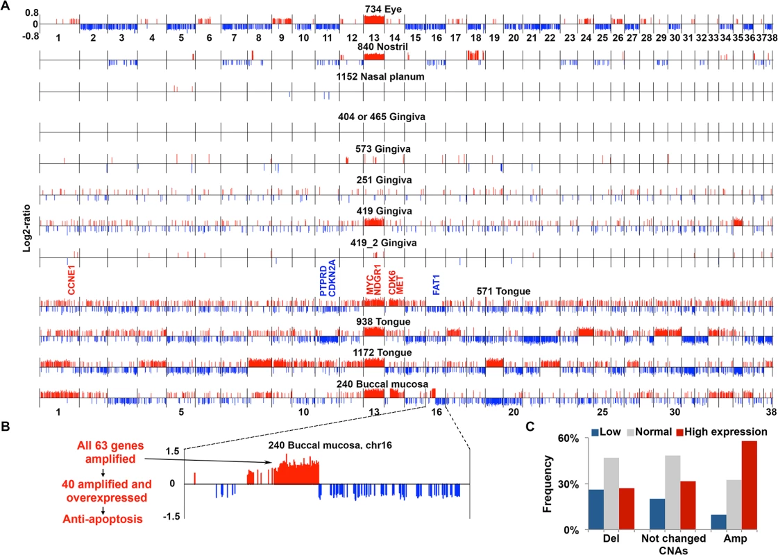 aCGH analysis reveals extensive CNAs in the majority of canine HNSCCs.