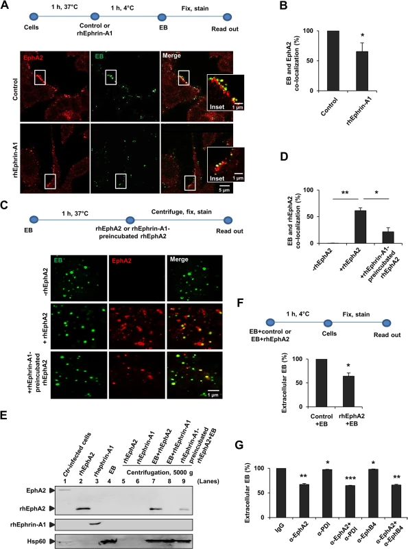 Interaction of EphA2 with <i>Ctr</i>-EB upon infection.