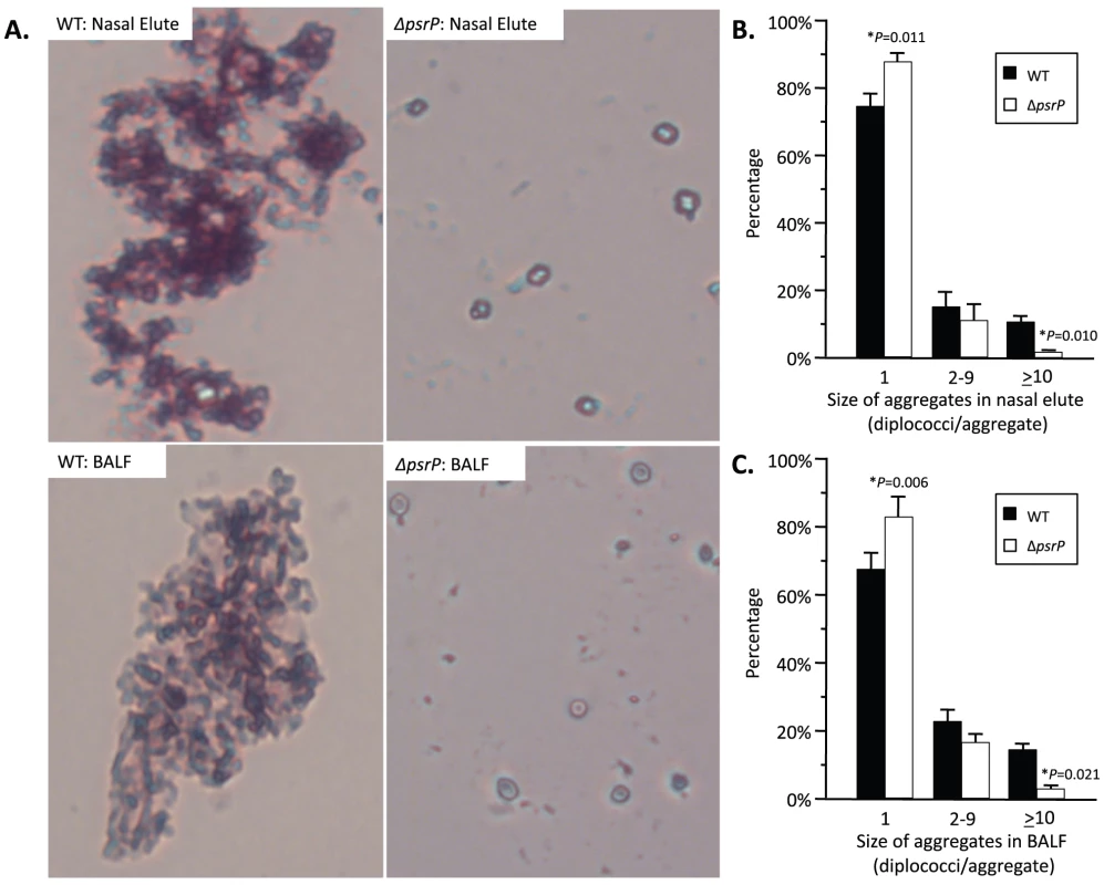 Frequency of bacterial aggregates in the nasopharynx and lungs.