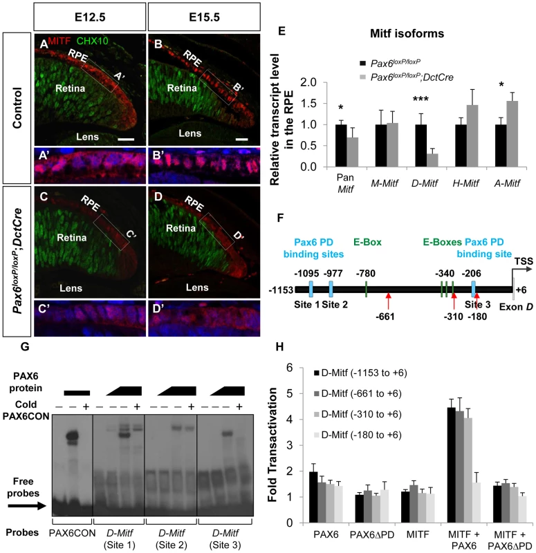 PAX6 is required for the expression of the <i>D</i>-<i>Mitf</i> isoform in the developing RPE.