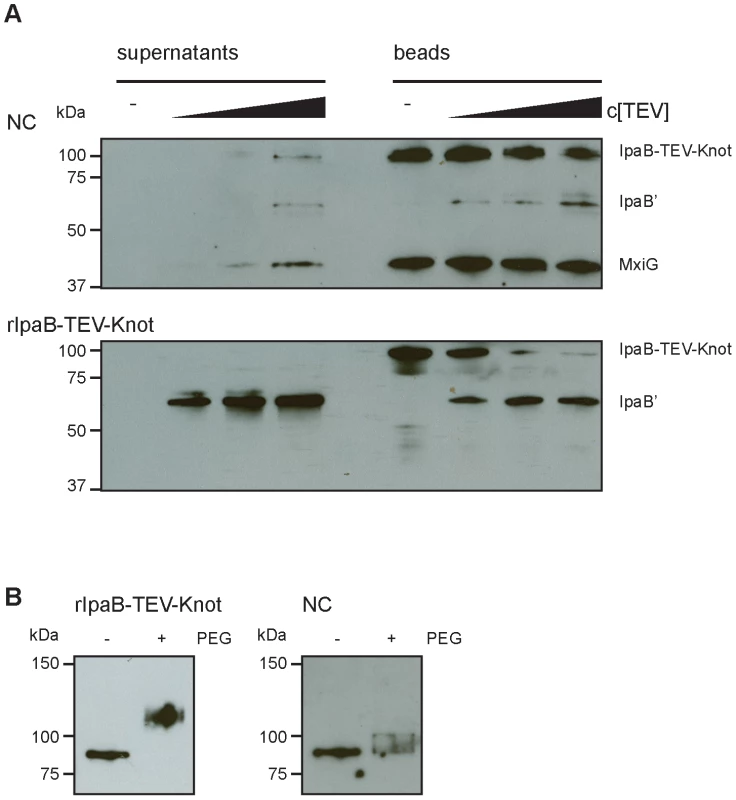 Protection and proteolysis of IpaB-TEV-Knot with isolated NCs and purified IpaB-TEV-Knot.
