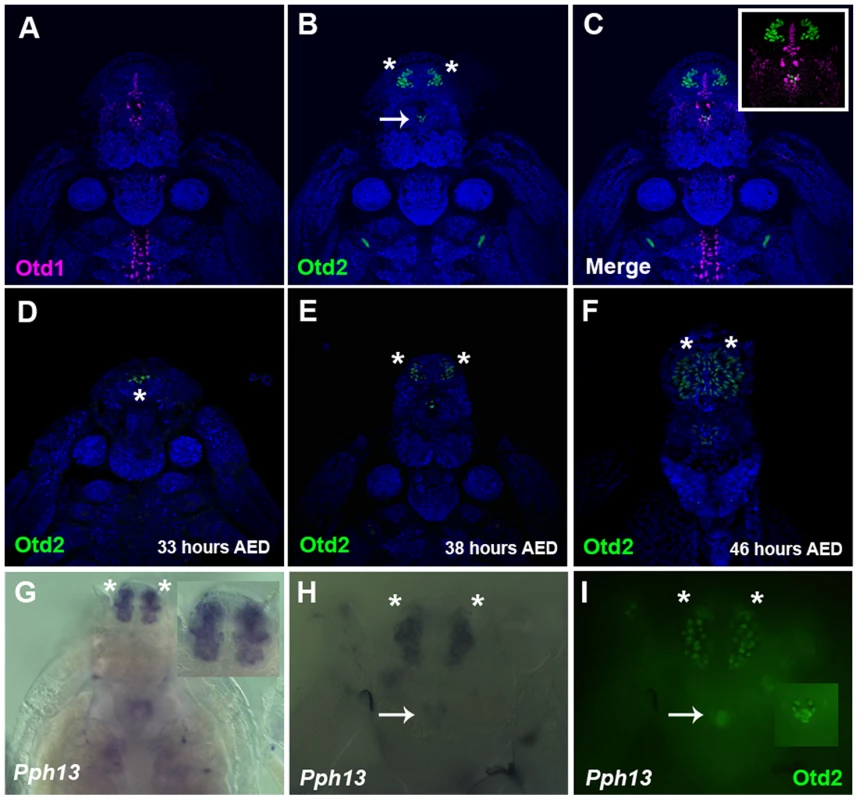 Spatial expression patterns of <i>Daphnia magna</i> Otd1, Otd2 and <i>Pph13</i> during <i>Daphnia</i> eye development.