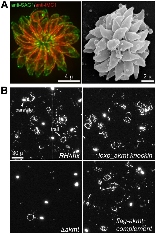 The motility of <i>Δakmt</i> parasites is impaired.