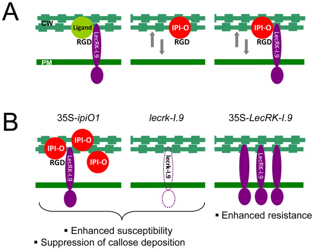 <i>P. infestans</i> effector IPI-O and its putative effector target LecRK-I.9.