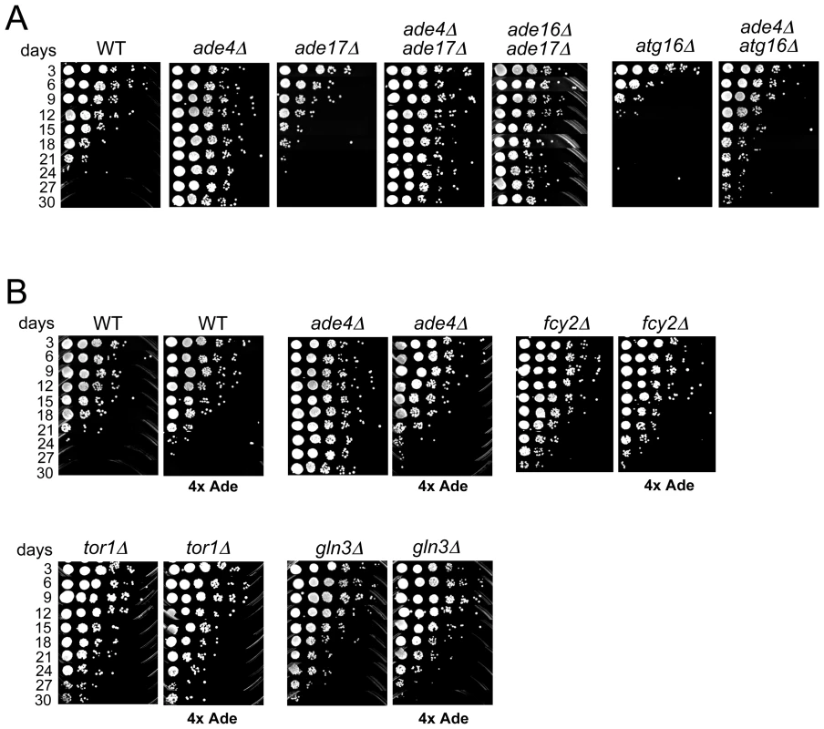Epistasis analysis of the <i>de novo</i> purine biosynthesis pathway in CLS.
