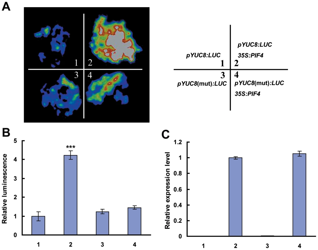 PIF4 Activates <i>YUC8</i> Expression, as Revealed by Transient Assays of <i>N. benthamiana</i> Leaves.