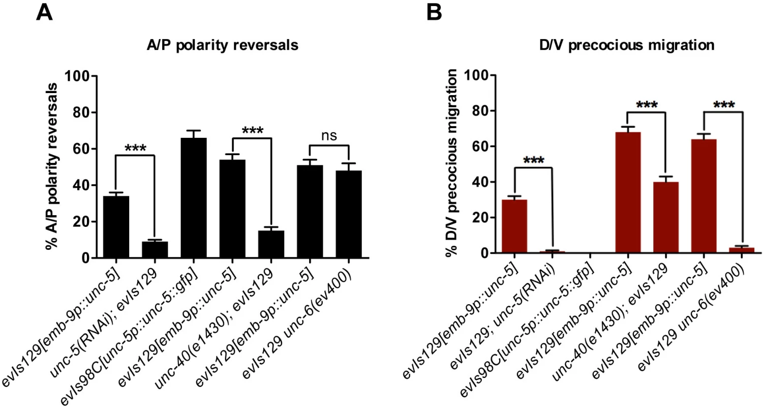The <i>evIs129[emb-9p</i>::<i>unc-5]</i> phase 3 A/P polarity reversals are dependent on <i>unc-5</i> and <i>unc-40</i>, but independent of <i>unc-6/netrin</i>.
