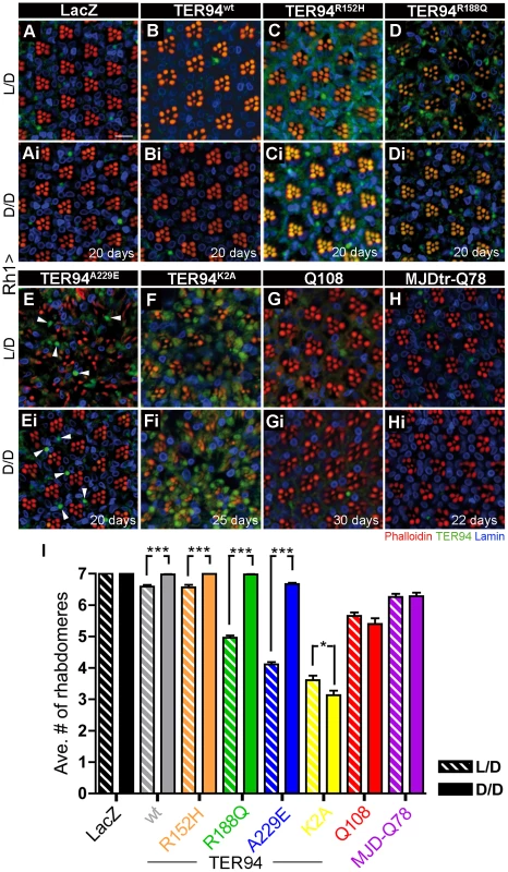 Neurodegeneration induced by pathogenic TER94 mutants can be suppressed under dark conditions.