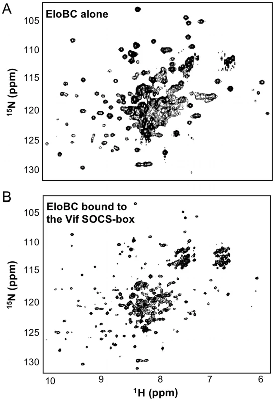 NMR spectroscopy of EloBC.