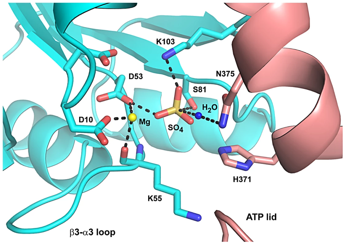 Proposed Mechanism for CrdA∼P Dephosphorylation by CrdS.