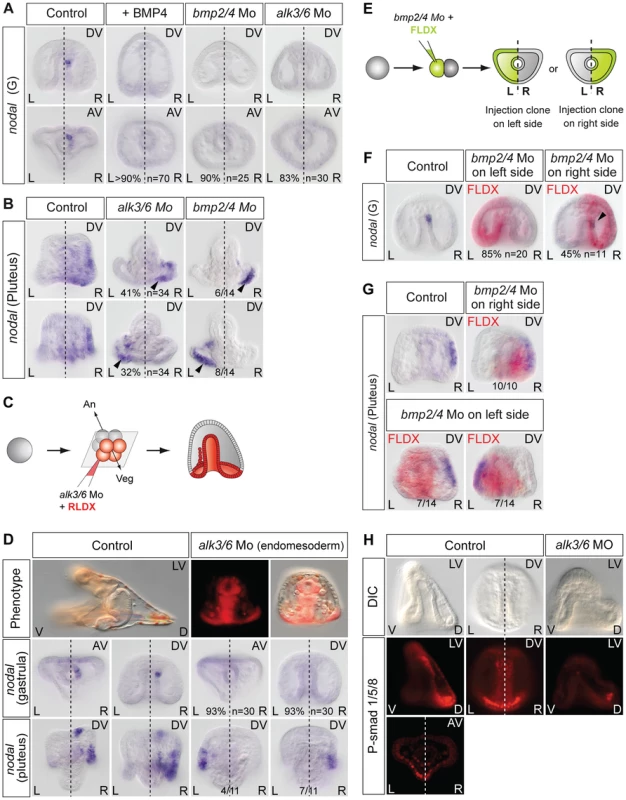 BMP signaling is required for <i>nodal</i> expression in the left-right organizer.