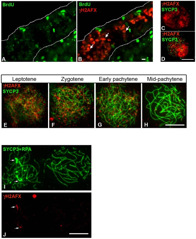 Chick oocytes undergo a wave of γH2AFX coincident with the beginning of meiosis.