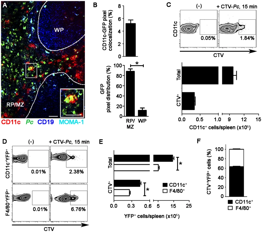 <i>Ex vivo</i> analysis of iRBC uptake by splenic DCs soon after <i>Pc</i> infection.