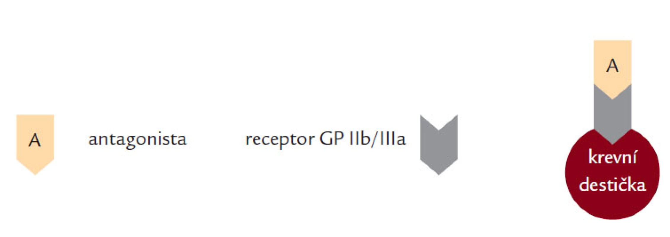 Blokace glykoproteinového komplexu GP IIb/IIIa.