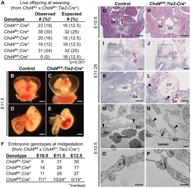 <i>Chd4<sup>fl/fl</sup>;Tie2-Cre<sup>+</sup></i> embryos undergo vascular rupture by E11.25.